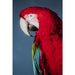 Wall Art - Kare Design - Glass Picture Twin Parrot 80x120cm - Rapport Furniture