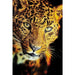 Home Decor Wall Art Picture Glass Leopard Shaka 80x120cm