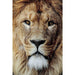 Wall Art - Kare Design - Glass Picture King of Lion 150x100cm - Rapport Furniture