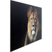 Home Decor - Kare Design - Glass Picture King of Lion 150x100 - Rapport Furniture