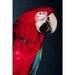 Wall Art - Kare Design - Glass Picture Twin Parrot 80x120 - Rapport Furniture