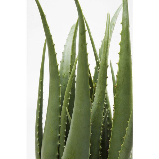 Sculptures Home Decor Deco Plant Aloe 69cm